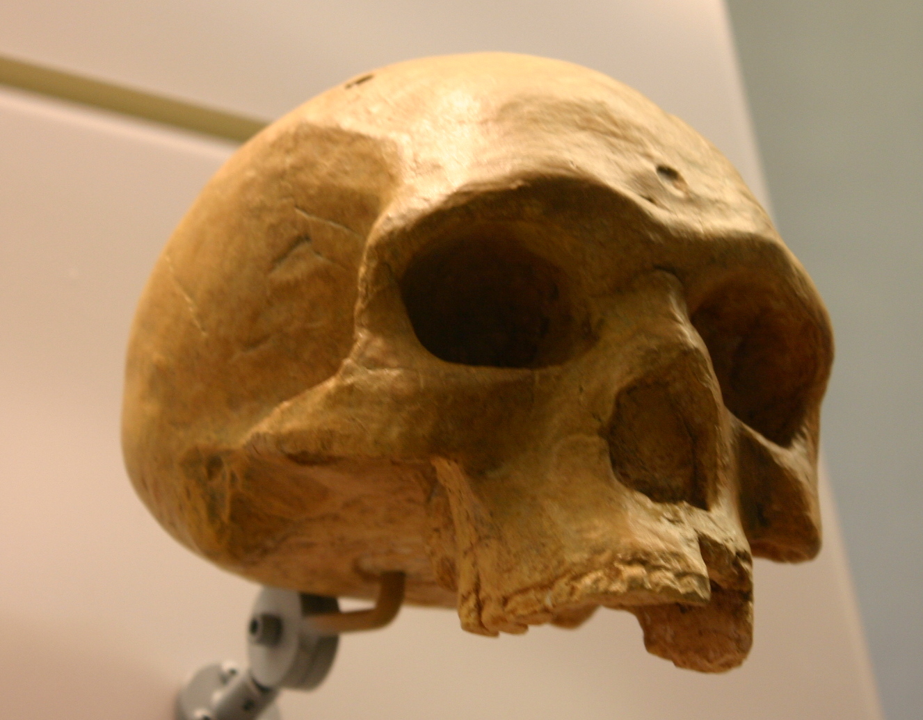 Florisbad-Helmei-Homo_heidelbergensis.jpg